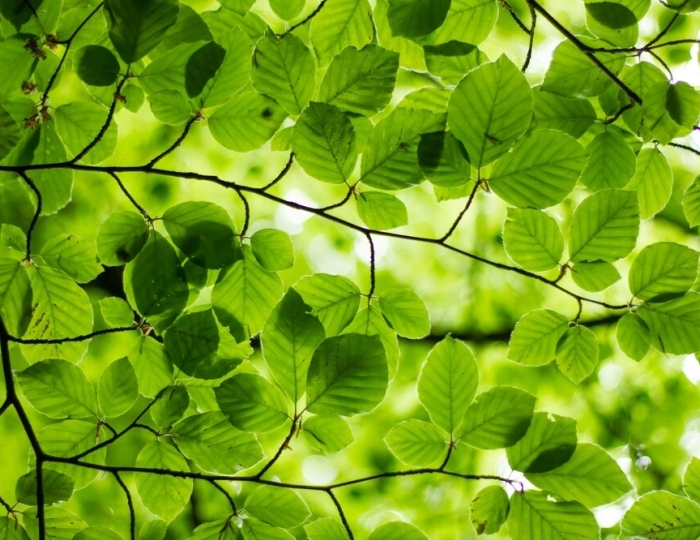 Лёгкое дыхание - Пансионат «Солнечный» Николаевка